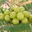 Thumbnail: amla (indian gooseberry) grafted plant