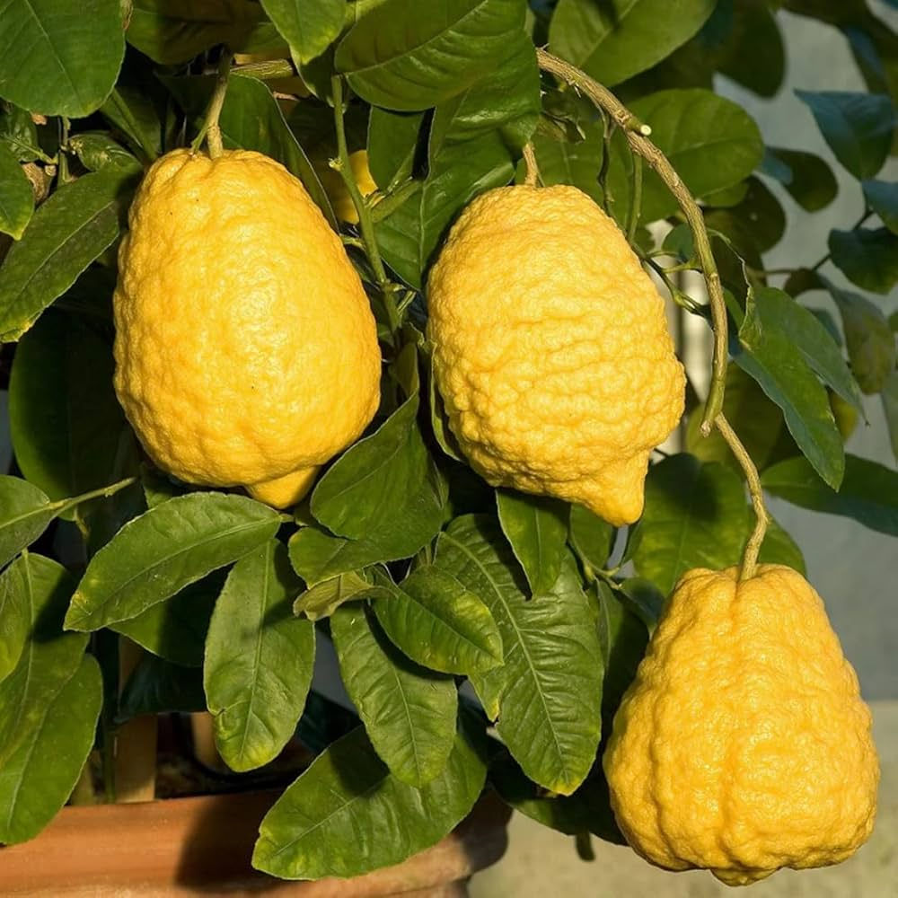 Bijora ( citron ) grafted plant