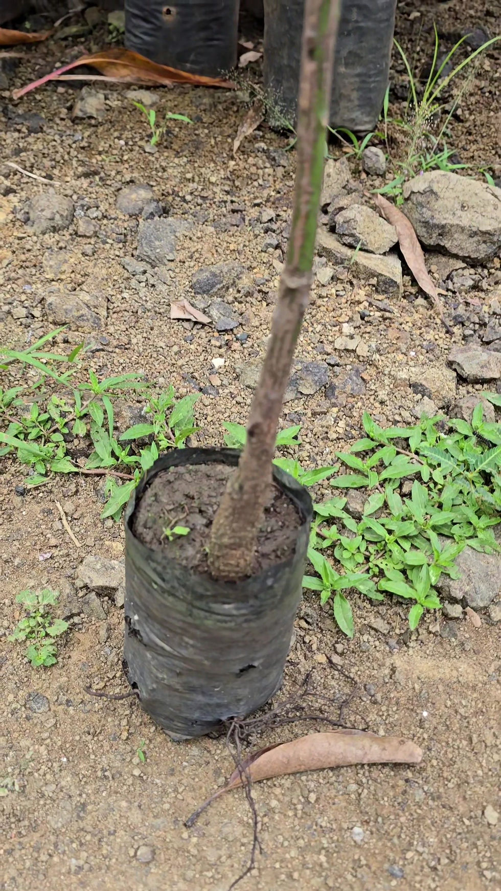 Thumbnail: Kopara/kopuram mango grafted plant-nutan kalam