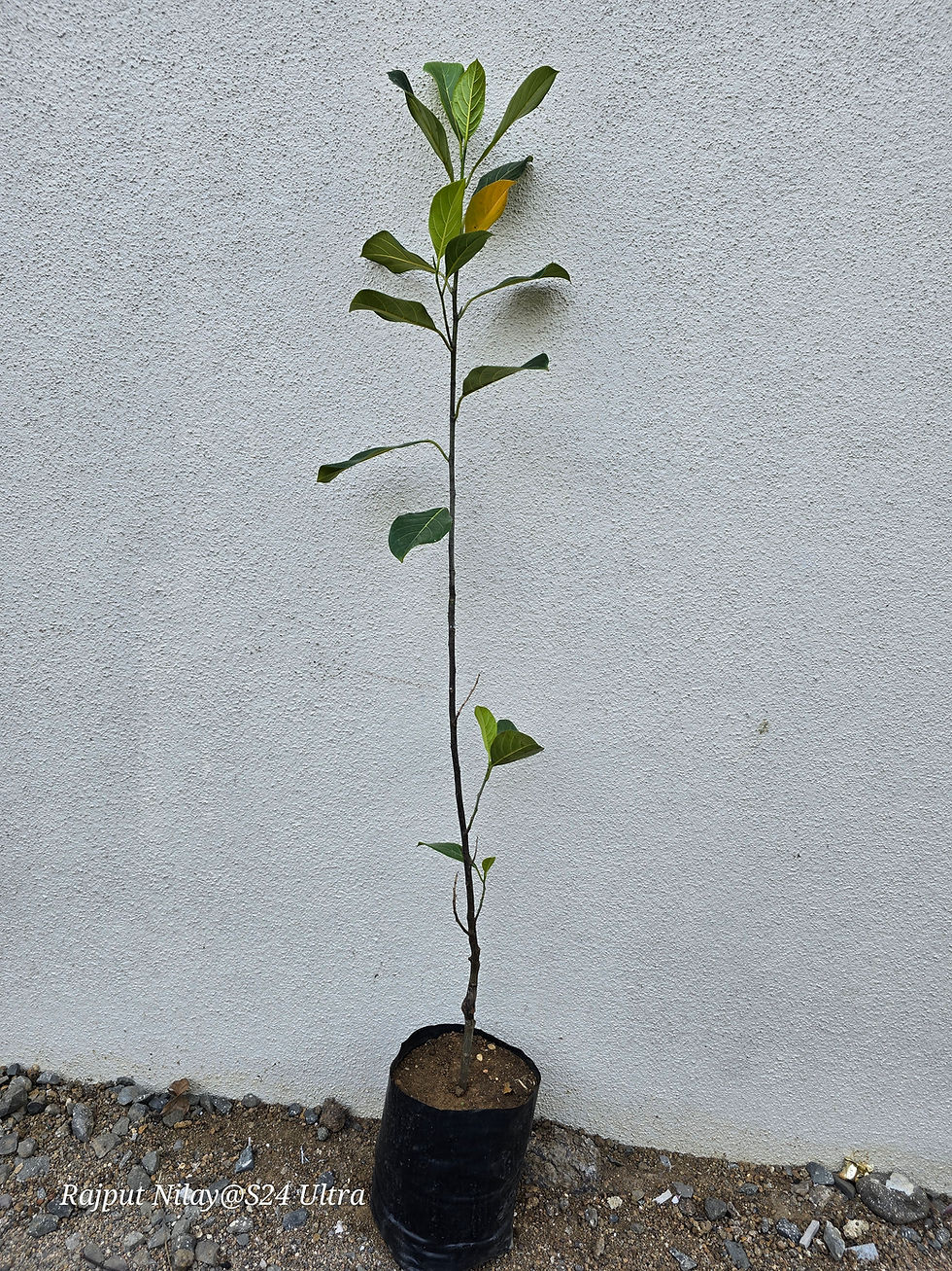 Thumbnail: Red jackfruit grafted plant