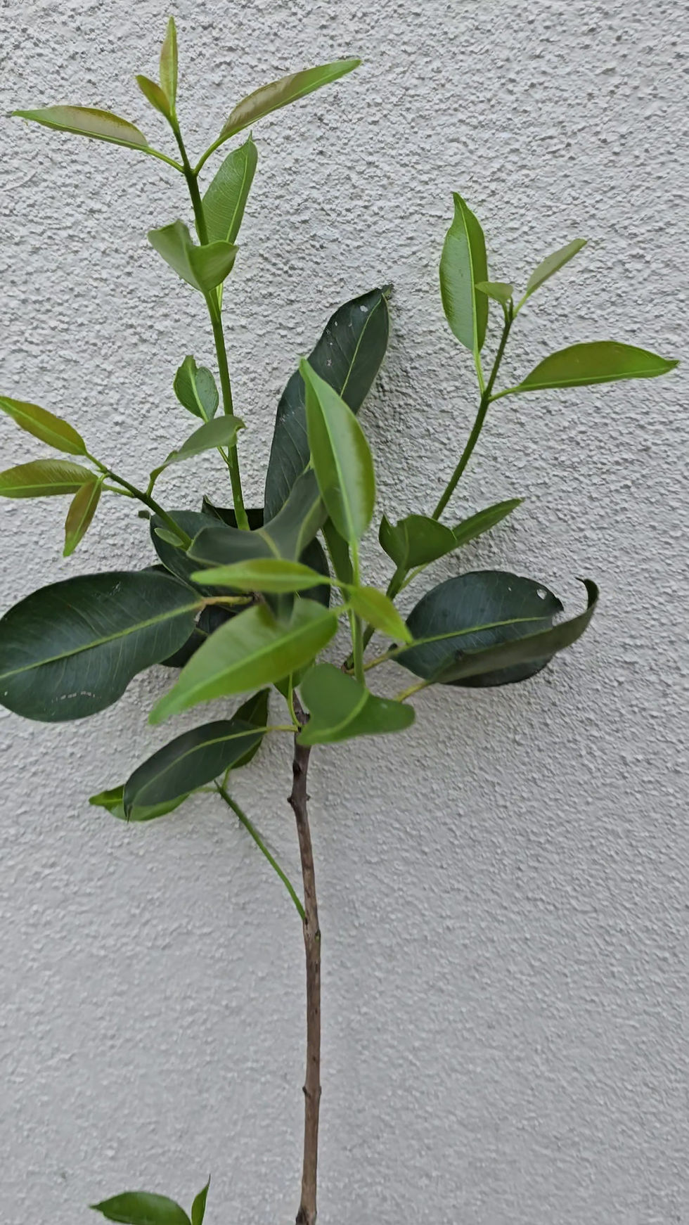 Thumbnail: Black jamun grafted plant