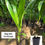 Thumbnail: Malaysian dwarf variety coconut plant