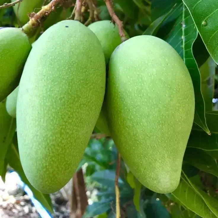 Thai all time mango grafted plant