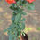 Thumbnail: Roses grafted plant -different colour varieties available