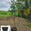 Thumbnail: kesar mango grafted plant-nutan kalam
