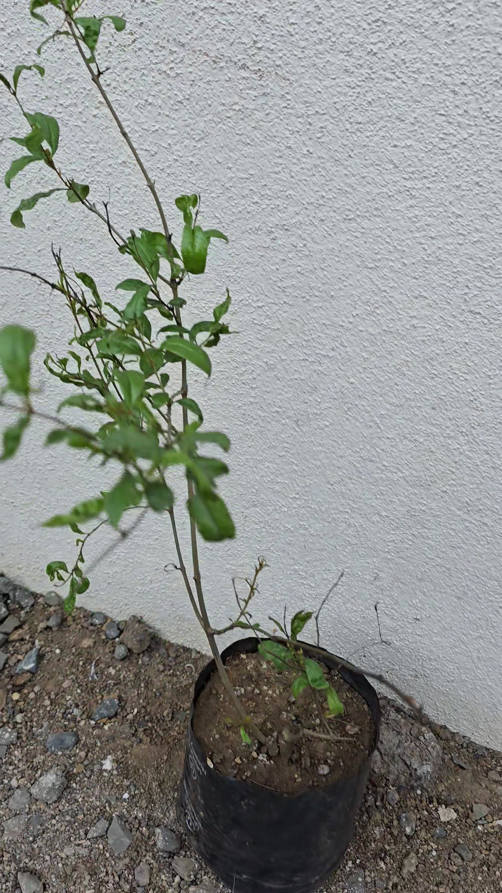 Thumbnail: Anar (pomegranade) grafted plant