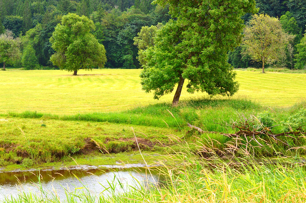 Summer Breeze Print