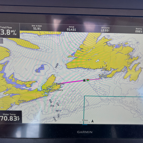 Our Dolphin Dancing Partners