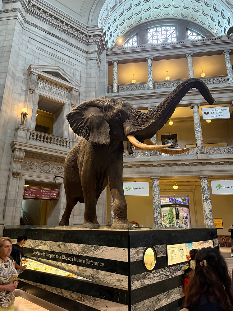 COOL THINGS TO SEE AT THE SMITHSONIAN intelligence overview