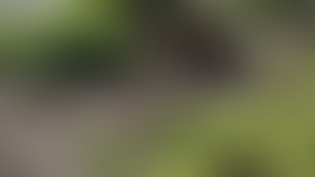 Masai - Grey-Headed Bush Strike