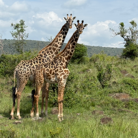 Masai Giraffes