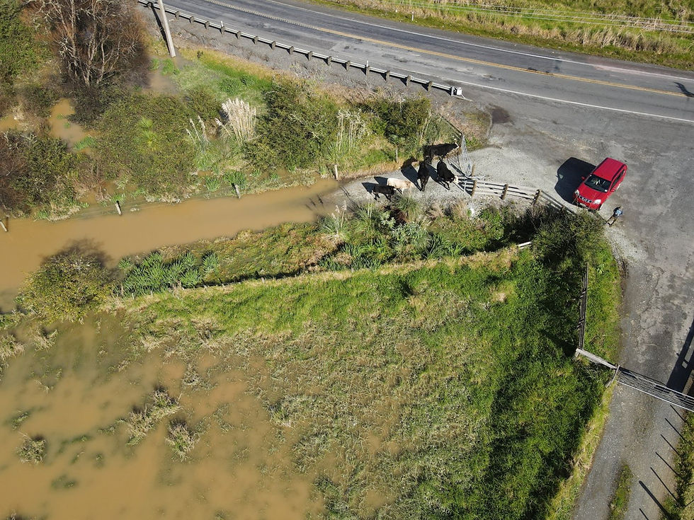 Livestock refuge on high ground, flooding, poor hydrological management, nature-based solutions, road infrastructure, cows in flood water.