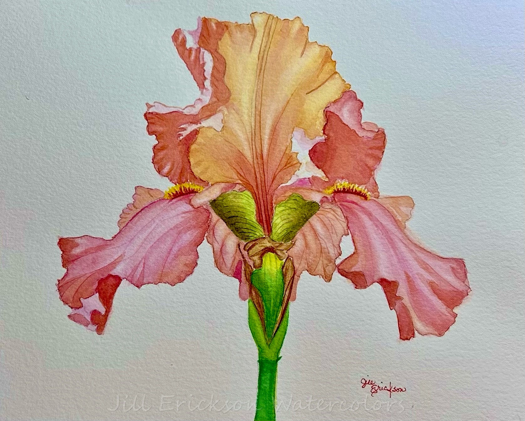 "Blooming Under Pressure" Watercolor  9x11 Original