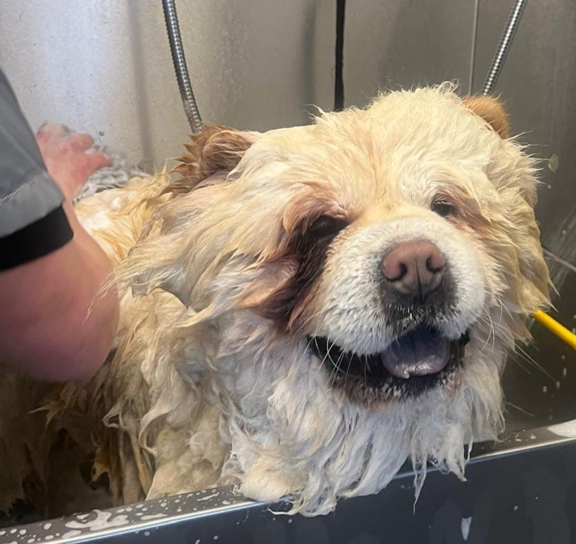 Grooming Nervous and Reactive Dogs: A Calm, Welfare-First Approach