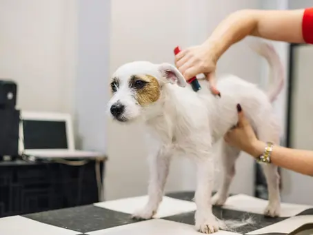 đž Hand Stripping for Dogs â A Complete Guide