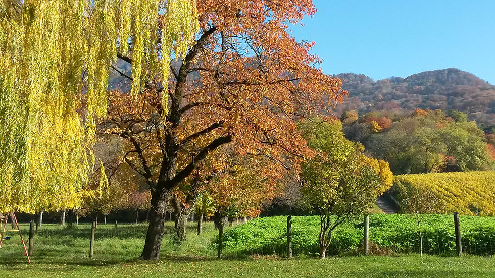 20151101_103916.jpg