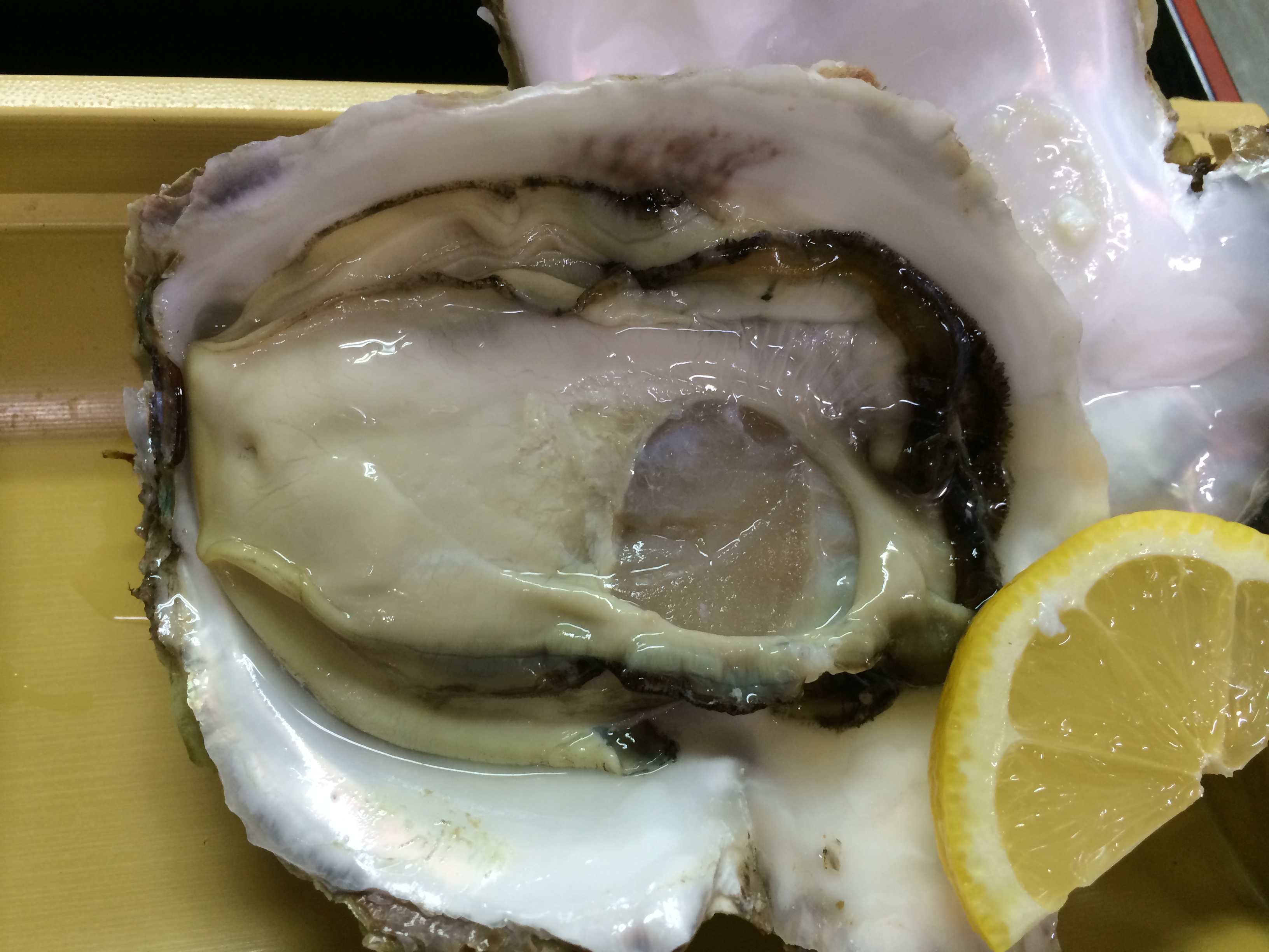 岩牡蠣(生)
