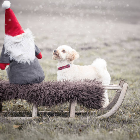 Weihnachten mit Fehdogs