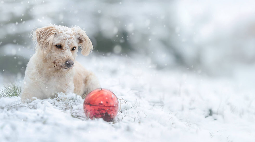 Weihnachten mit Fehdogs