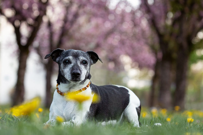 Jack Russel, Hund, Kirschblüte