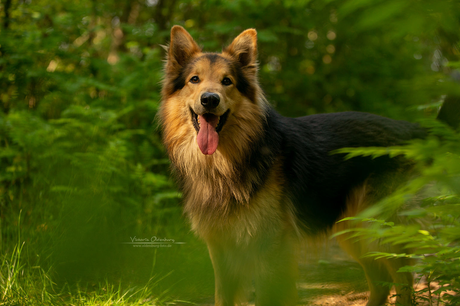 Hunde RN6C6554 INTERNET.jpg