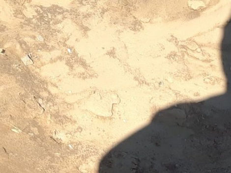 Cause Fuck a Bitch: A Dr. S Chronicle