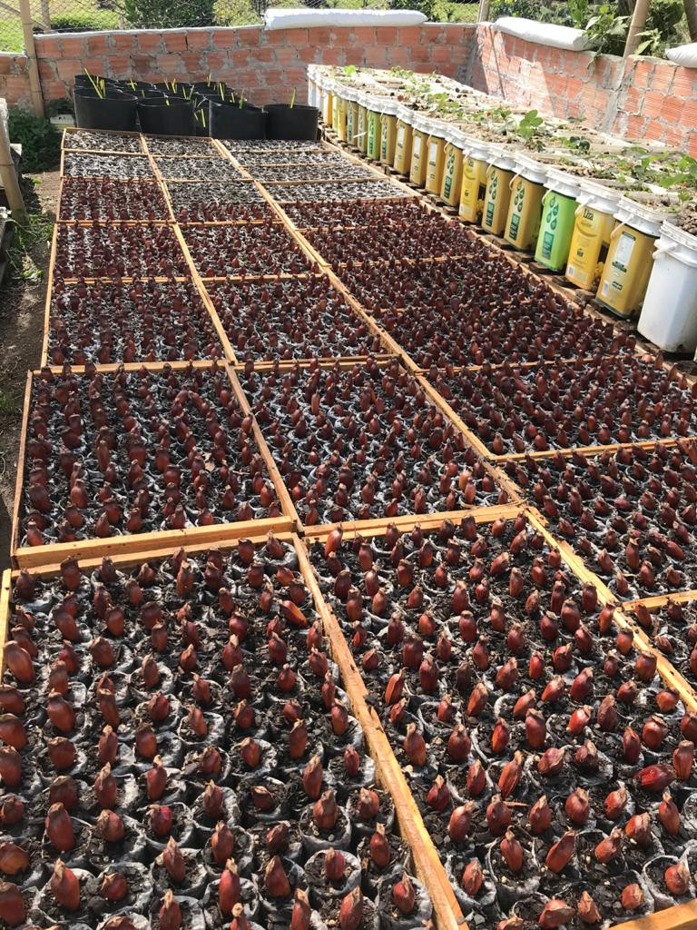 This system can be scaled up to produce 36,000 trees per year