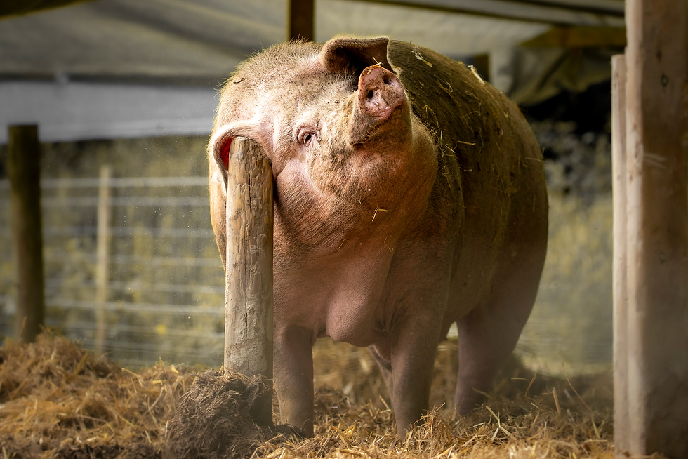 A rescued pig scratching his ear on a wooden pole taken by sanctuary photographer James Gibson