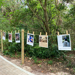 Temporary history installation features oversized photographs strung along rope lines in a natural setting.