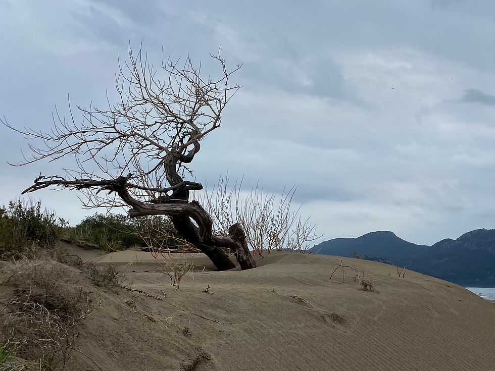 Iztuzu-Beach