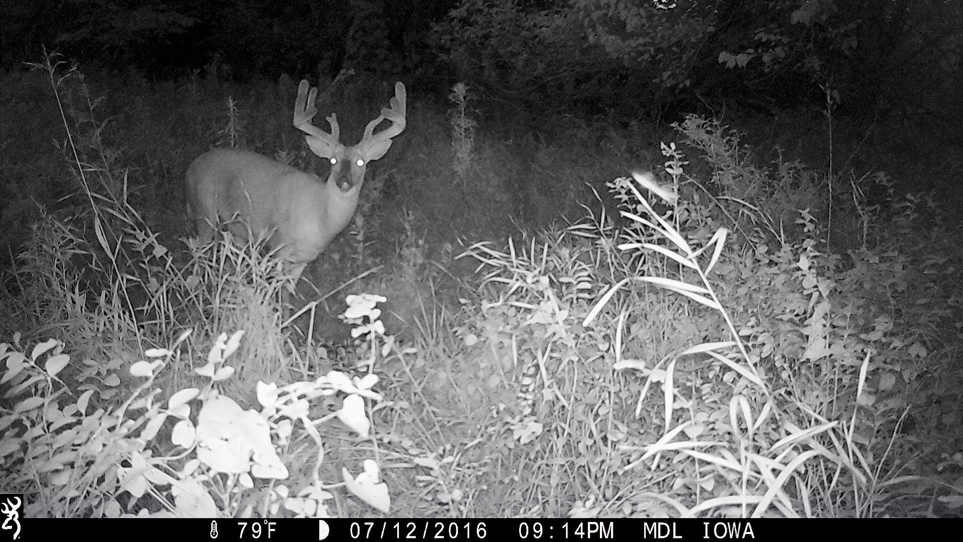 MDL Outfitters Iowa Whitetail Deer Hunts, Iowa, Archery, Hunts, Outfitters, Southern Iowa, Zone 5, Zone 6,