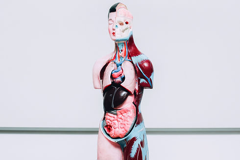 human-internal-organs-dummy-model-2021-08-31-17-20-35-utc.jpg