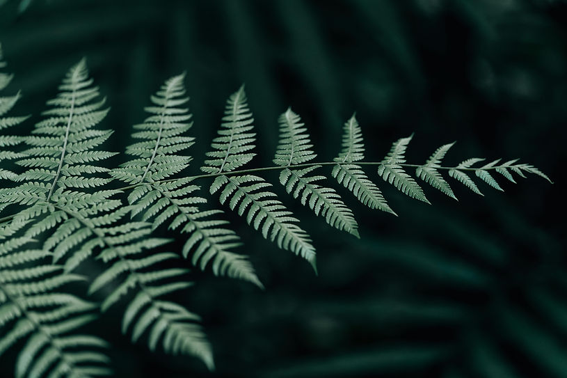 pexels-edurawpro-34465113.jpg