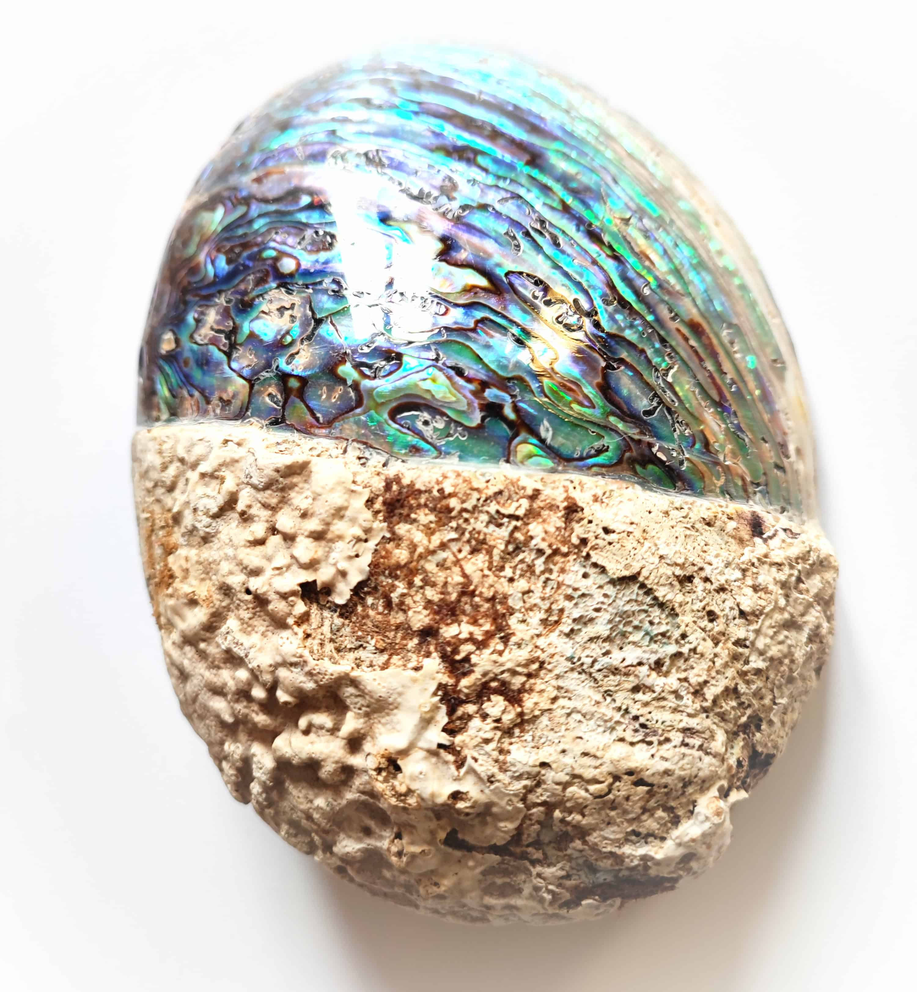 Coquille d'ormeau de Nouvelle-Zélande partiellement polie