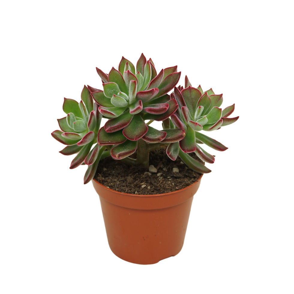 Echeveria pulvinata 'Devotion'