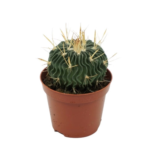 Echinofossulacactus