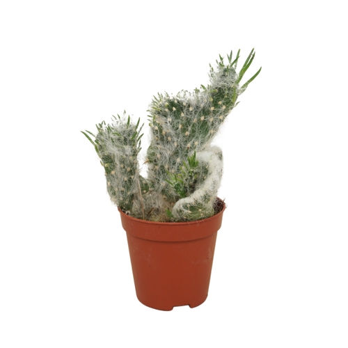 opuntia vestita cristata