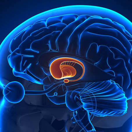 Meet Your Mind - The Basal Ganglia