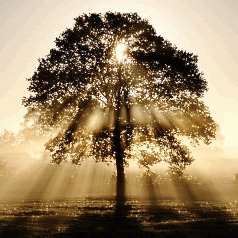 Tree1.gif
