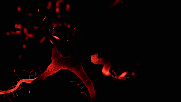 36c82566511789.5b192676b7022.gif