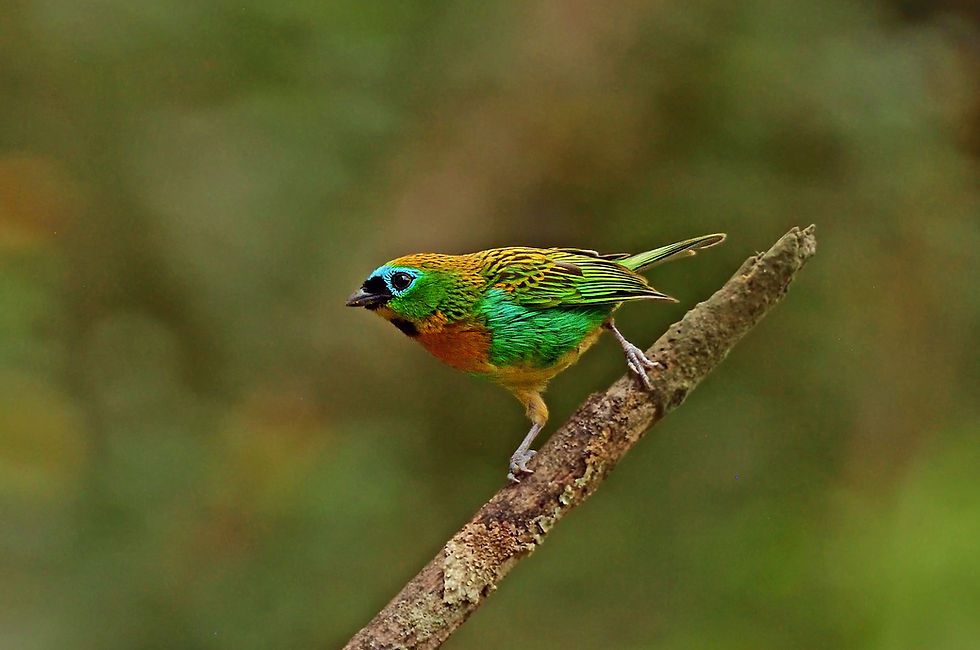Pesqueira Cantareira - Sao Paulo, Brazil