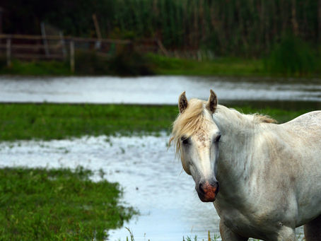Delta del Llobregat - Spain