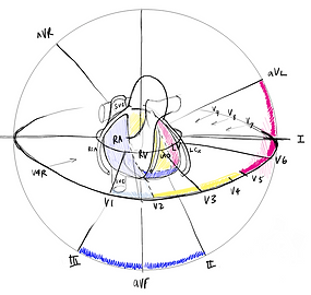a form describing the ECG vecorts on a heart model