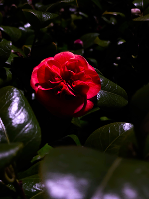 Still Life Photography