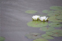 lilypads