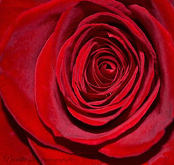 10848653_10203972813419805_4776205342022970047_o