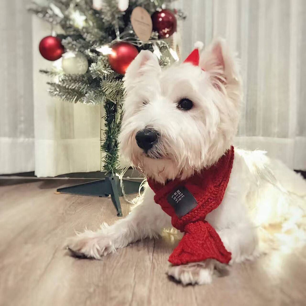 Thumbnail: Stylish Warm Puppy Scarf