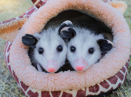 buzz and woody_edited.jpg