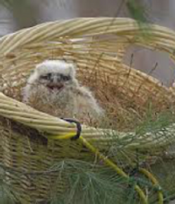 surrogate-bird-nests04-300x213.png
