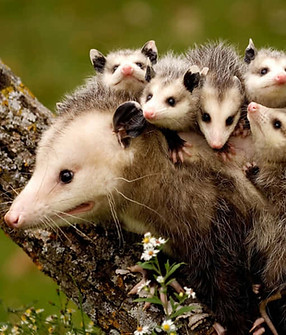 mother-opossum-carrying-babies-fizhggt1saydqy0v.jpg